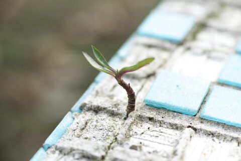 plant